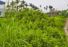 Lô đất vị trí thuận lợi tại phường Thiên Hương, Hải Phòng... Bán đất tại Thiên Hương, Hải Phòng 15