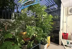 Nhà vườn 8x26m đường nhựa, ngay sân banh Thới Tứ, Hóc Môn... Bán nhà mặt phố tại Đông Thạnh, Hồ Chí Minh 09