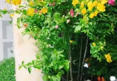 DƯƠNG QUẢNG HÀM – NGANG 5M – HXH – Ô TÔ NGỦ TRONG NHÀ

📐 5×25m | Trệt + 3 lầu + sân thượng... Bán nhà riêng tại An Nhơn, Hồ Chí Minh 12
