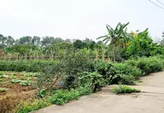 Cơ hội vàng sở hữu lô đất góc mặt trục chính tại Duyên Hà Thanh Trì... Bán owner_side tại Thanh Trì, Hà Nội 10