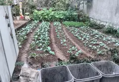 Đất Vàng 75m2 Sát Cây Xăng Đại Thượng - Tiên Du, Bắc Ninh... Bán đất tại Đại Đồng, Bắc Ninh 04
