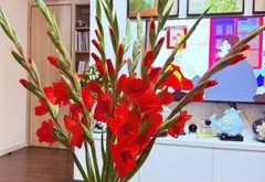 Cơ hội sở hữu căn hộ 2 phòng ngủ thoáng đãng tại Westbay B, Ecopark giá tốt... Bán căn hộ chung cư tại Phụng Công, Hưng Yên 02