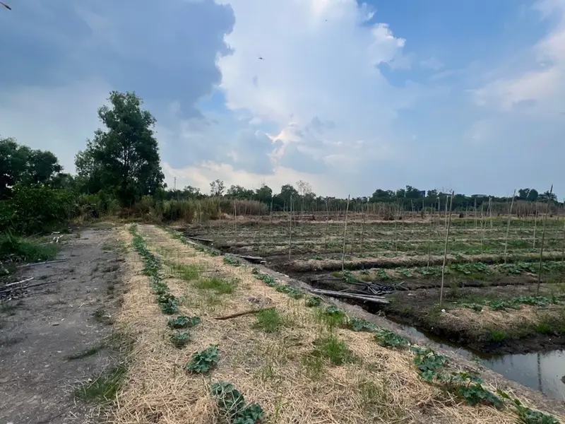 Đất rộng Kênh A - Bình Chánh giá tốt cho đầu tư... Bán đất tại Bình Lợi, Hồ Chí Minh 01