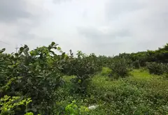 BÁN 1032M ĐẤT GIÁ HƠN 1 TỶ TẠI THUẬN AN GIA LÂM HÀ NỘI... Bán đất tại Thuận An, Hà Nội 01