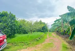 🌺 VƯỜN CÂY ĂN QUẢ SẴN THU HOẠCH, DOANH THU 3 TỶ/NĂM - NHÀ CẤP 4 Ở NGAY - ĐƯỜNG Ô TÔ 7 TẤN VÀO TẬN... Bán đất tại Lục Ngạn, Bắc Ninh 03