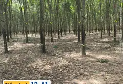 Vườn Cao Su Mặt Tiền Đường Tạo Lực Bắc Tân Uyên, Tiềm Năng Sinh Lời... Bán đất tại Phước Thành, Hồ Chí Minh 03