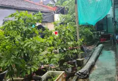 Mua Bán đất nền phường Linh Xuân TP HCM, mặt tiền rộng 7m, hướng đông nam, 140m2 đường 11... Bán đất tại Linh Xuân, Hồ Chí Minh 06