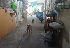Nhà mặt tiền rộng, quỹ đất lớn tại Hồ Học Lãm, Bình Tân... Bán nhà riêng tại An Lạc, Hồ Chí Minh 16