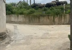 Đất nhỏ giá tốt tại Đa Phúc – Chỉ có vài trăm triệu... Bán đất tại Đa Phúc, Hà Nội 04