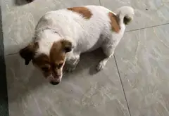 Nhà mặt phố Trung Mỹ Tây giá tốt, kinh doanh cực đỉnh... Bán nhà mặt phố tại Trung Mỹ Tây, Hồ Chí Minh 01