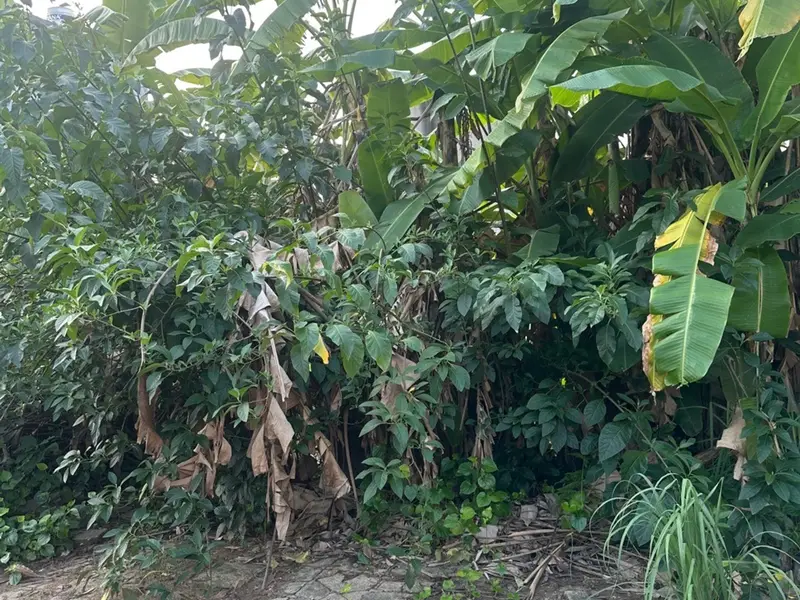 Cơ Hội Vàng Sở Hữu Đất Vị Trí Vàng Phường Hồng An... Bán đất tại Hồng An, Hải Phòng 01