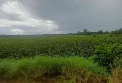 Đất - 1846m² - Bình Lợi, Bình Chánh, TP Hồ Chí Minh - 5.5 tỷ... Bán đất tại Bình Lợi, Hồ Chí Minh 07