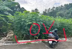 Bán đát thất gian khuyên mại vườn sắn... Bán đất tại Quế Võ, Bắc Ninh 10
