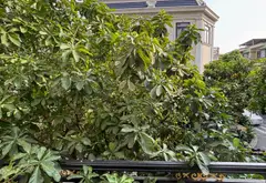 Nhà mặt phố 3 tầng xinh, kinh doanh đỉnh tại Thống Nhất... Bán nhà mặt phố tại Dĩ An, Hồ Chí Minh 14