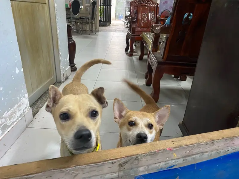 Nhà rộng 177m2, xe hơi đỗ cửa, vừa ở vừa làm xưởng tại Bình Chiểu... Bán nhà riêng tại Dĩ An, Hồ Chí Minh 01