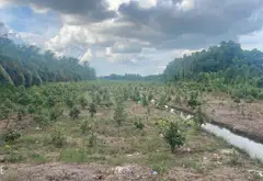 Đất Vuông Vắn Sát Đường Lớn Tại Bình Lợi, Bình Chánh... Bán đất tại Bình Lợi, Hồ Chí Minh 11