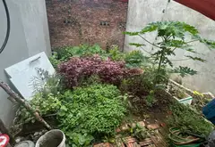 Đất đẹp Đông Anh, nơi an cư lý tưởng... Bán đất tại Thiên Lộc, Hà Nội 04