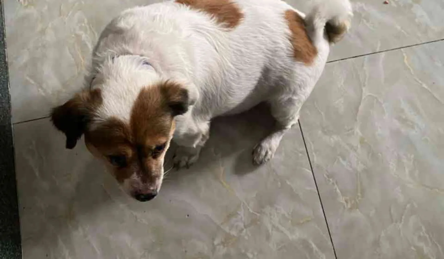 Nhà mặt phố Trung Mỹ Tây giá tốt, kinh doanh cực đỉnh... Bán nhà mặt phố tại Trung Mỹ Tây, Hồ Chí Minh 01