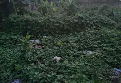Bán đất 80m² hướng Đông Nam, đường 7m tại xã Hóc Môn... Bán đất tại Hóc Môn, Hồ Chí Minh 04