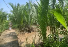 Bán đất nông nghiệp xã Hiệp Phước, Hồ Chí Minh, diện tích lớn hướng nam... Bán đất tại Hiệp Phước, Hồ Chí Minh 03