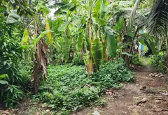 Bán nhà 1001m mặt tiền Nguyễn Văn Bứa, Hóc Môn, 29tr/ m... Bán nhà mặt phố tại Bà Điểm, Hồ Chí Minh 03