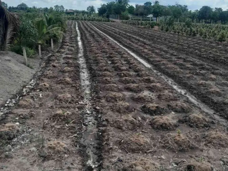 Bán đất 1000m2 mặt tiền 11m tại xã Bình Lợi, Bình Chánh giá 3 tỷ... Bán đất tại Bình Lợi, Hồ Chí Minh 01