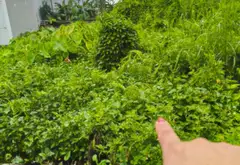 Lô đất vị trí thuận lợi tại phường Thiên Hương, Hải Phòng... Bán đất tại Thiên Hương, Hải Phòng 17