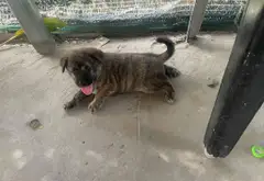 Bán nhà cấp 4 hẻm xe hơi phường An Lạc, Bình Tân 90m2 giá tốt... Bán nhà riêng tại An Lạc, Hồ Chí Minh 03
