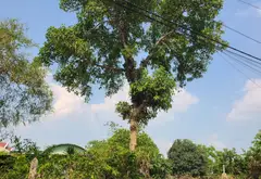 Nguyễn Thị Minh Khai ,ĐẤT 2,9 tỷ... Bán đất tại Thủ Dầu Một, Hồ Chí Minh 14