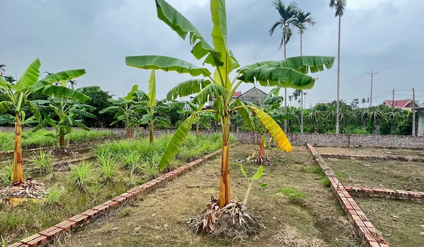 Cơ Hội Sở Hữu Đất Vàng Gần KCN Tràng Duệ Với Giá Hấp Dẫn... Bán đất tại An Trường, Hải Phòng 01