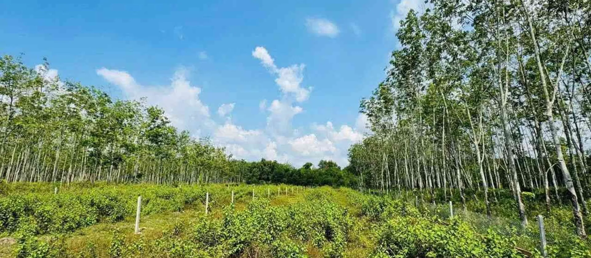 Siêu phẩm đất mặt tiền phường Thái Mỹ, Củ Chi... Bán đất tại Thái Mỹ, Hồ Chí Minh 01
