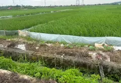 Đất nền rộng 247 m² mặt tiền 5.7 m tại Thủy Nguyên – tiềm năng phát triển lớn... Bán đất tại Hòa Bình, Hải Phòng 04