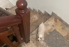 Nhà 3 tầng có 2 căn cho thuê tại xã Yên Phong, Bắc Ninh, diện tích 169m²... Bán nhà riêng tại Yên Phong, Bắc Ninh 16