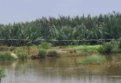 Bán đất 3380m2 mặt tiền 38m tại An Thới Đông Cần Giờ, giá 5.3 tỷ... Bán đất tại An Thới Đông, Hồ Chí Minh 03