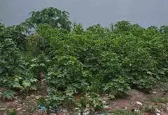 Bán đất mặt tiền 8m khu dân cư Tân Hoà Đông đối diện UBND phường Bình Trị Đông... Bán đất tại Bình Trị Đông, Hồ Chí Minh 06