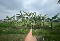 Bán đất 400m2 mặt tiền 10,9m tại Phú Hạ, Kim Anh, Sóc Sơn, Hà Nội... Bán đất tại Kim Anh, Hà Nội 02