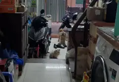 Bán nhà 3 tầng gần chợ Hoàng Hoa Thám, diện tích 77m2... Bán owner_side tại Bảy Hiền, Hồ Chí Minh 02