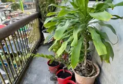 nổi tiếng cả nước, tiếp giáp các quận 5, 6, 11,thuận tiện di chuyển khắp Sài Thành., -Tiện ích: gần... Bán nhà mặt phố tại Chợ Lớn, Hồ Chí Minh 06