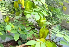 Nhà riêng 4 tầng có sân vườn, ô tô vào nhà tại quận Thanh Xuân... Bán nhà riêng tại Tương Mai, Hà Nội 11