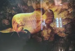 Cơ hội hiếm có sở hữu biệt thự gỗ sang trọng mặt tiền Cách Mạng Tháng Tám... Bán nhà mặt phố tại Cẩm Lệ, Đà Nẵng 04