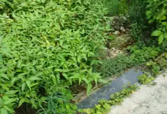 Mảnh Đất Vàng Giữa Trung Tâm Thấp Linh, Minh Tân... Bán đất tại Kiến Thụy, Hải Phòng 02