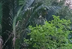 Bán đất 6199m2 hướng Đông Nam tại Nhà Bè giá 60 tỷ... Bán đất tại Nhà Bè, Hồ Chí Minh 04