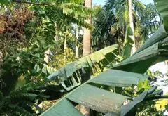 Đất rộng đẹp ngay khu dân cư phát triển... Bán đất tại Tam Bình, Hồ Chí Minh 14