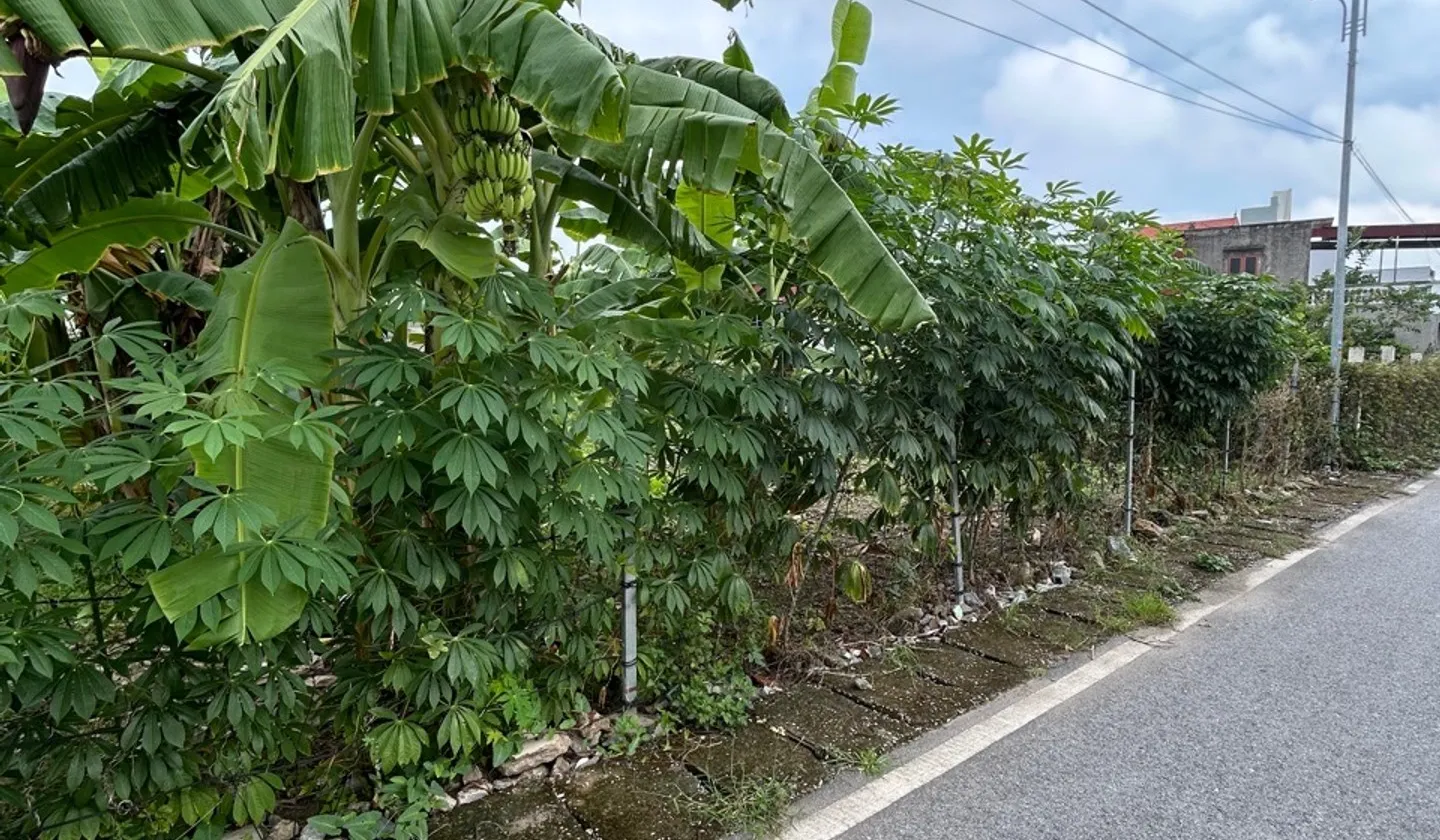 Đất vị trí trung tâm Hoa Động, Thuỷ Nguyên, ngõ ô tô tránh, ngõ thông rộng... Bán đất tại Thủy Nguyên, Hải Phòng 01