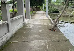Mảnh Đất Vuông Vức Mặt Tiền Rộng Gần Khu Công Nghiệp Tràng Duệ... Bán đất tại An Dương, Hải Phòng 05