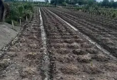 Bán đất 1000m2 mặt tiền 11m tại xã Bình Lợi, Bình Chánh giá 3 tỷ... Bán đất tại Bình Lợi, Hồ Chí Minh 01
