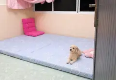 MẶT TIỀN KINH DOANH ĐA NGÀNH NGHỀ – BA ĐÌNH, QUẬN 8 | 9 TỶ
🏡 NHÀ CHÍNH CHỦ Ở LÂU ĐỜI... Bán nhà mặt phố tại Chánh Hưng, Hồ Chí Minh 04