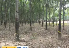 Bán đất vườn cao su có thổ cư tại Bắc Tân Uyên, Bình Dương... Bán đất tại Phước Thành, Hồ Chí Minh 04