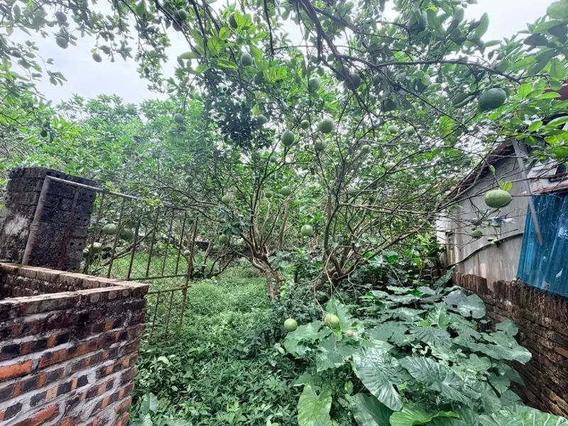 Cơ hội sở hữu đất 272m2 tại Hưng Yên giá tốt, vị trí đẹp, pháp lý rõ ràng, tiềm năng tăng giá... Bán đất tại Triệu Việt Vương, Hưng Yên 01