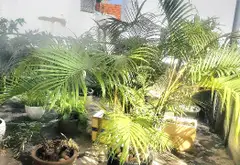 Bán nhà 3 tầng mặt tiền 5m phường 13 Tân Bình hẻm xe hơi... Bán nhà riêng tại Tân Bình, Hồ Chí Minh 08
